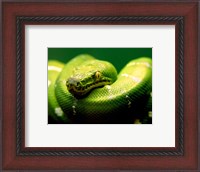 Framed Light Green Emerald Tree Boa Snake