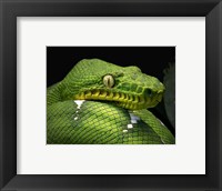 Framed Emerald Tree Boa Snake Head