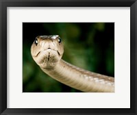 Framed Black Mamba Snake