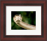 Framed Black Mamba Snake