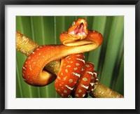 Framed Orange Red Snake on Tree