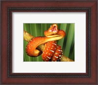 Framed Orange Red Snake on Tree