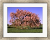 Framed Blossoms on a tree in a field