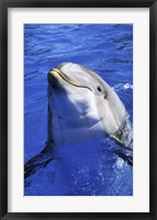 Framed Dolphin - head out of the water