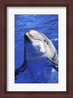 Framed Dolphin - head out of the water