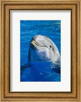 Framed Dolphin - in the water
