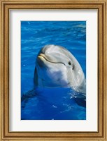 Framed Dolphin - in the water