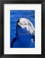 Framed Dolphins Sea World San Diego, California USA
