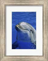 Framed Dolphins Sea World San Diego, California USA