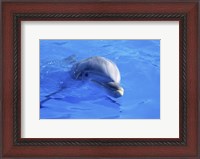 Framed Dolphins Sea World San Diego, California, USA