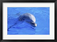Framed Dolphins Sea World San Diego, California, USA