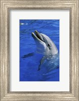 Framed Dolphin Sea World San Diego California USA