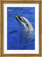 Framed Dolphin Sea World San Diego California USA