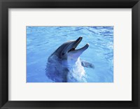 Framed Dolphin Sea World, San Diego, California
