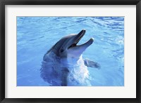 Framed Dolphin Sea World, San Diego, California