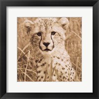 Framed Young Cheetah