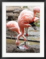 Framed Flamingo in Stassbourg