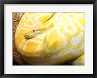 Framed Albino Burmese Python