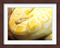 Framed Albino Burmese Python