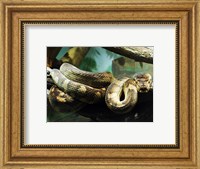 Framed Amethystine Python