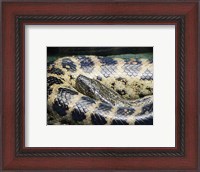 Framed Anaconda