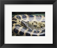 Framed Anaconda