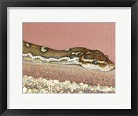 Framed Angolian Python