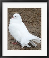 Framed Animal Farm  Dove