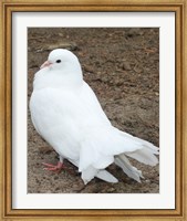 Framed Animal Farm  Dove