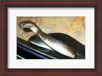 Framed Asian Cobra
