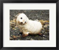 Framed Baby Fur Seal, South Georgia