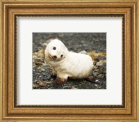 Framed Baby Fur Seal, South Georgia