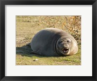 Framed Baby Elephant Seal