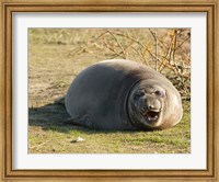 Framed Baby Elephant Seal
