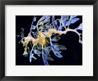 Framed Sea Horse underwater