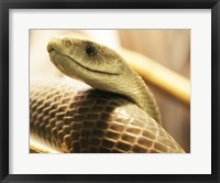 Framed Black Mamba