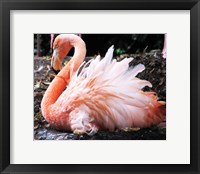 Framed Broedende Rode Flamingo