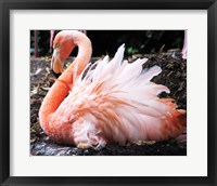 Framed Broedende Rode Flamingo