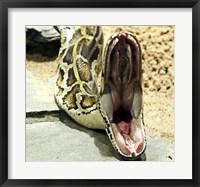 Framed Burmese Python