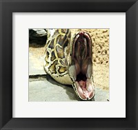 Framed Burmese Python