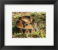 Framed Bushmaster Snake
