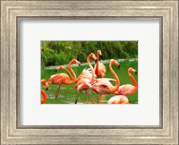 Framed Caribbean Flamingo