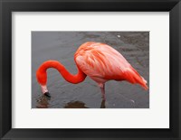 Framed Caribbean Flamingo at Slimbridge Arp