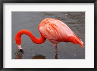 Framed Caribbean Flamingo at Slimbridge Arp