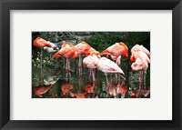 Framed Caribbean Flamingo Phoenicopterus Ruber