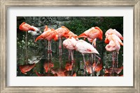 Framed Caribbean Flamingo Phoenicopterus Ruber