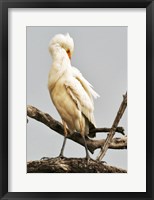 Framed Cattle Egret Bubulcus Ibis Preening