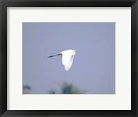 Framed Cattle Egret Flight