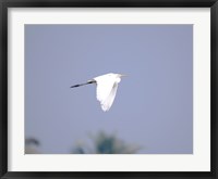 Framed Cattle Egret Flight