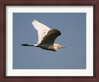 Framed Cattle Egret